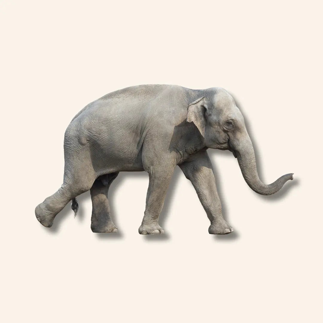 Olifanten Diamond Painting Planet