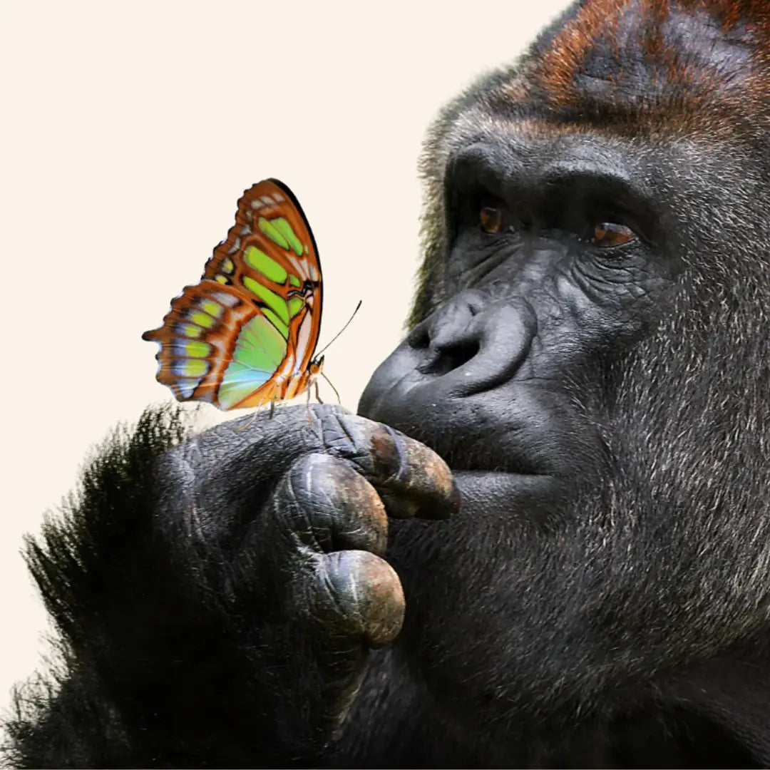 Apen Diamond Painting Planet