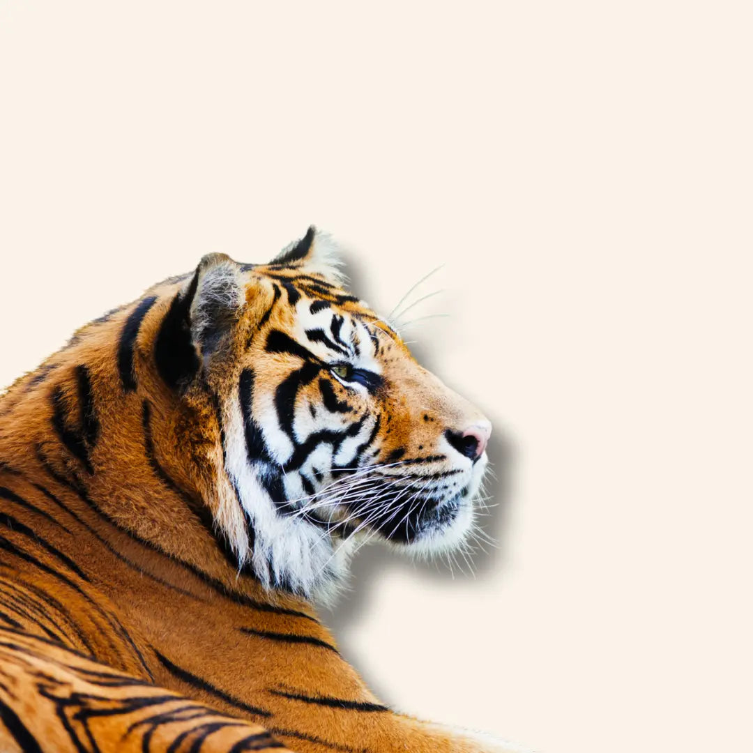 Tijgers Diamond Painting Planet