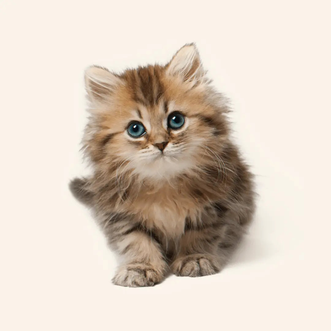 Katten Diamond Painting Planet