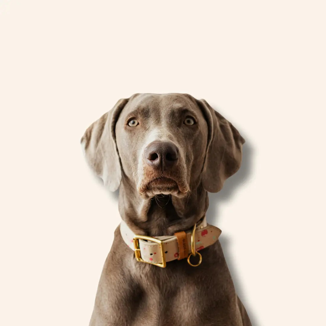 Honden Diamond Painting Planet