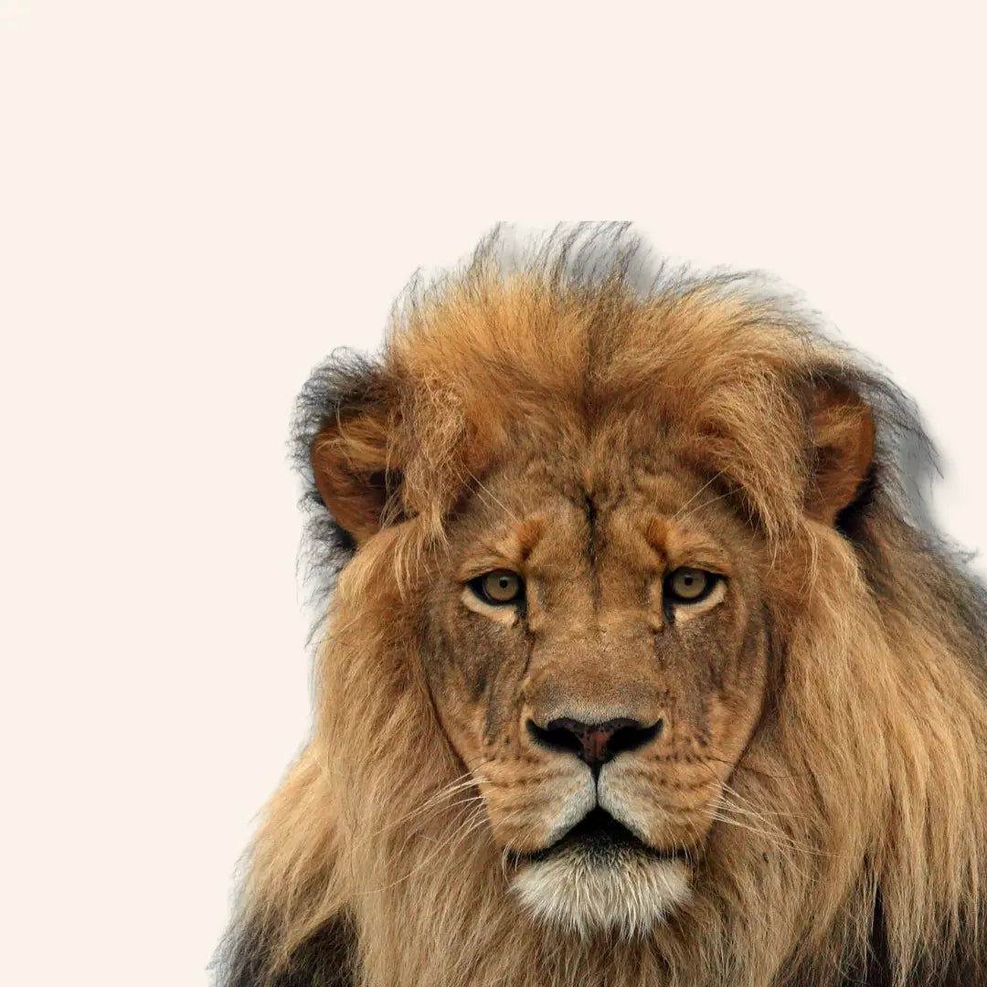 Leeuwen Diamond Painting Planet