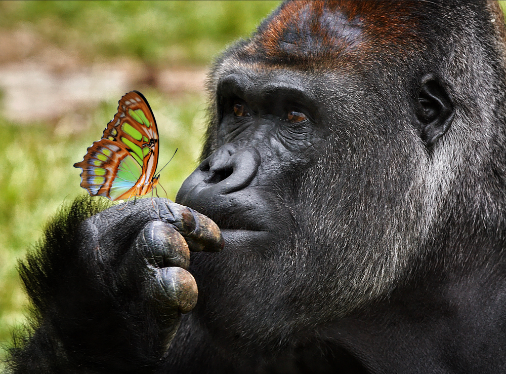 Gorilla met vlinder Diamond Painting Planet