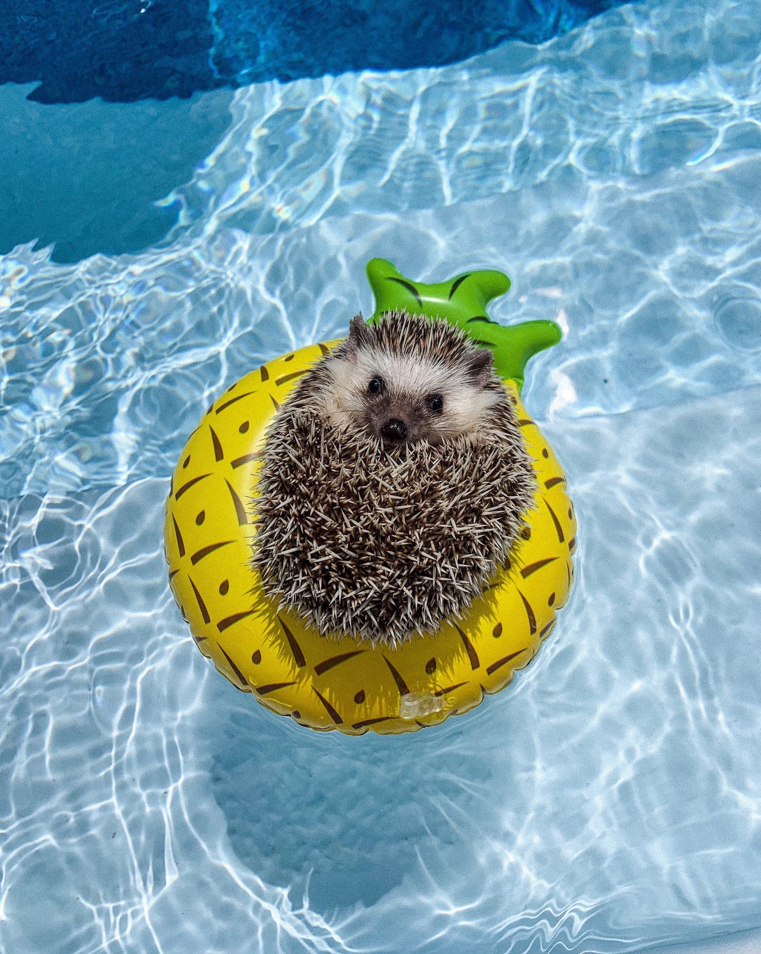 Egeltje Diamond Painting Planet